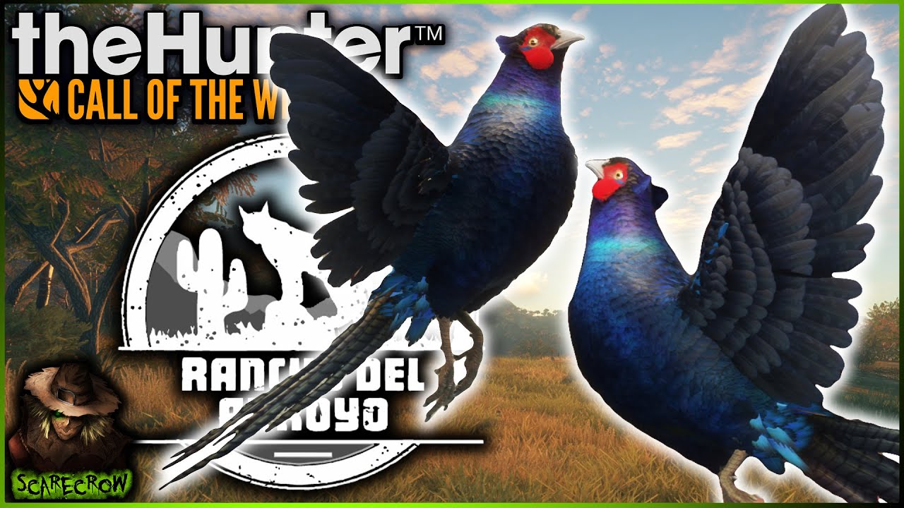 HUNTING THE BLUE PHEASANT! Melanistic Pheasant & More On Rancho Del Arroyo! Call of the wild