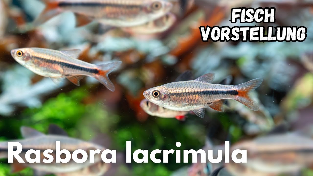 Rasbora lacrimula - Kirschbärbling (Zwerg-Vulkanbärbling) | Liquid Nature Fisch Vorstellung