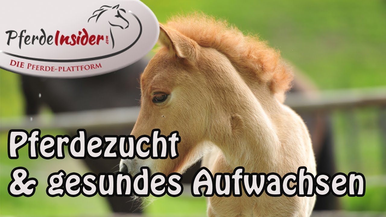 Pferdezucht & gesundes Aufwachsen des Jungpferdes