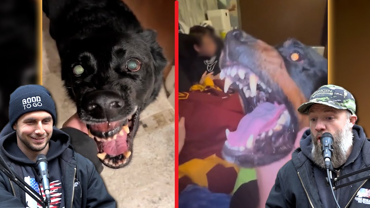 Dog Trainers React to Dog Videos on the Internet