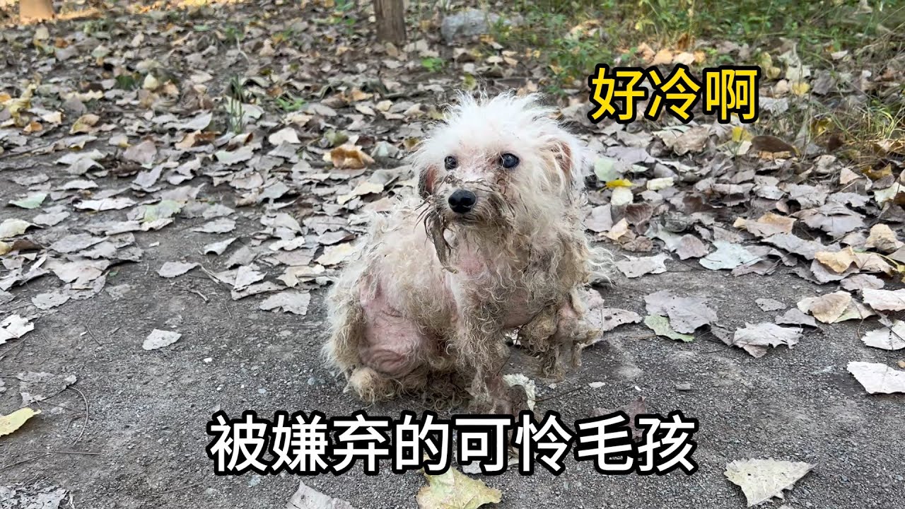 流浪狗慘遭小孩無情驅趕，躲在老房裏瑟瑟發抖，眼裏充滿絕望