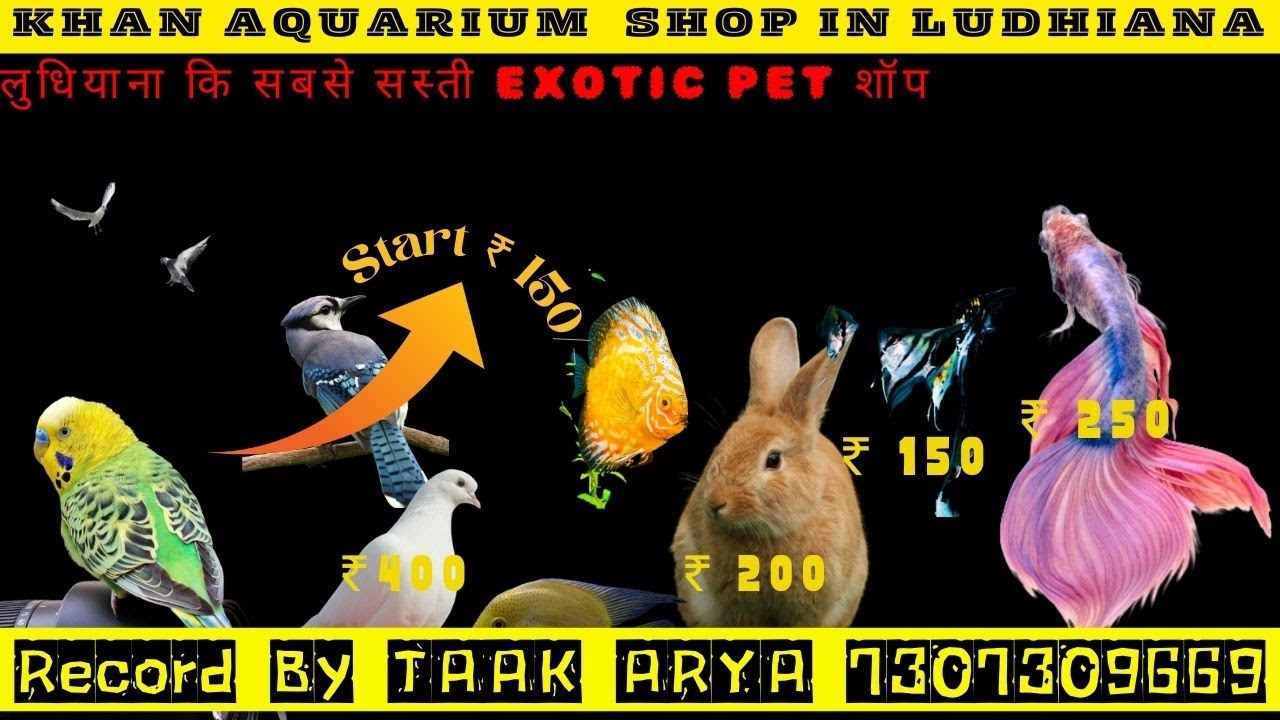 KHAN FISH AQUARIUM IN LUDHIANA / ANIMALS / RABBIT/ BIRDS / DOGS FOOD