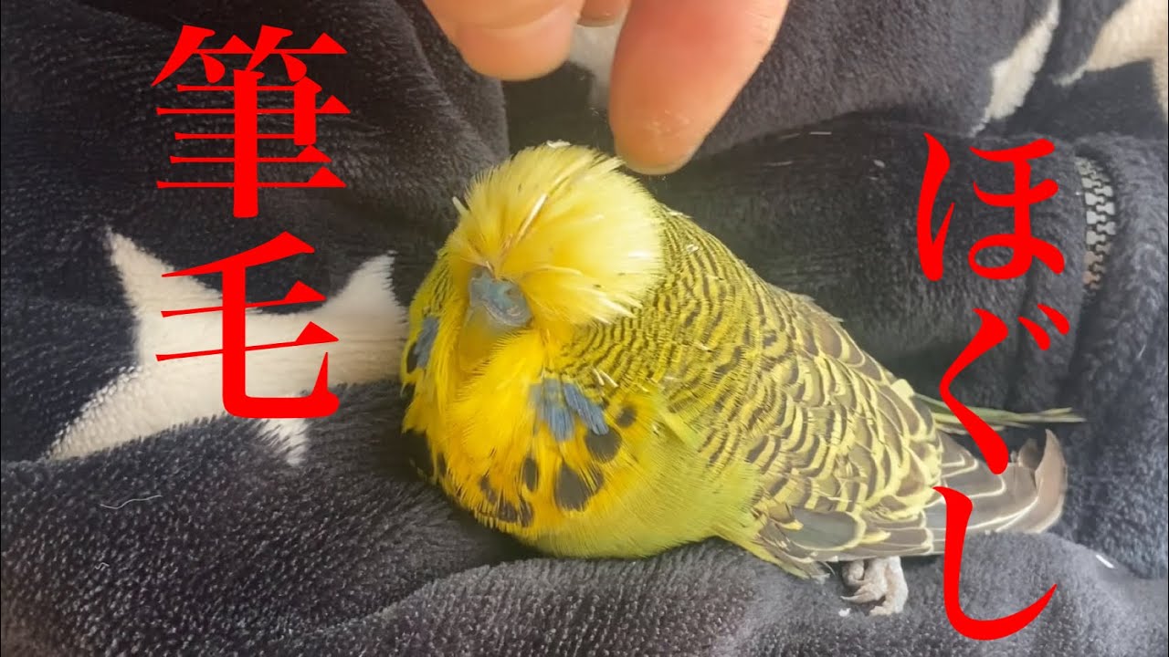 【インコ】筆毛ホグシます〜pin feather removal〜