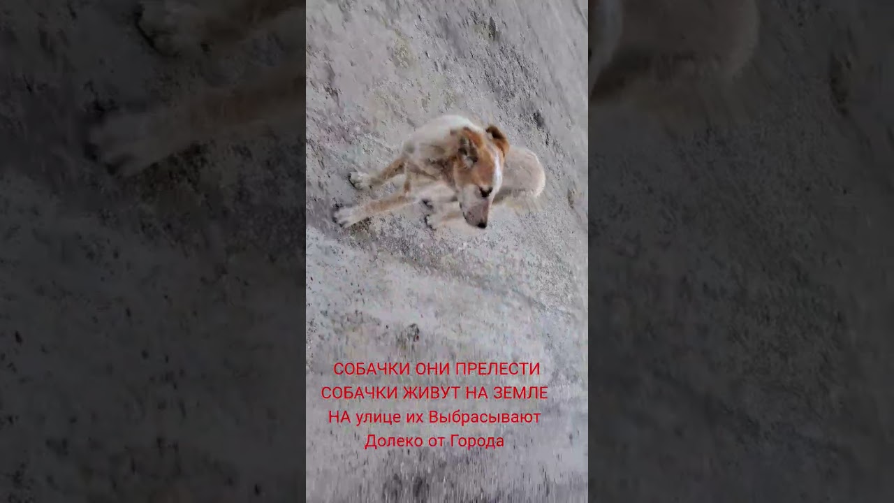 Уважаемые Господа Люди Зрители Посмотрите пожалуйста Видео полностью Вас Мы Благодарим Кто Смотрят
