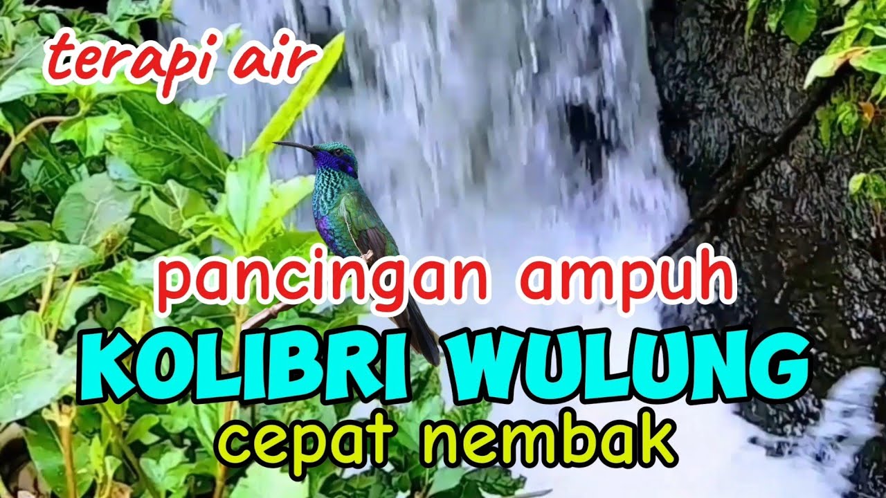 pancingan ampuh kolibri wulung agar cepat nembak, suara air terapi burung