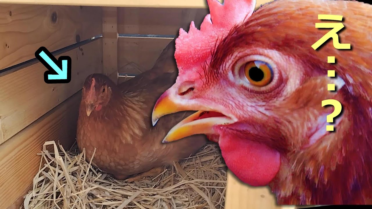 【ニワトリ】乗っ取られた産卵箱。妹分が入ってイメージトレーニングします。#24