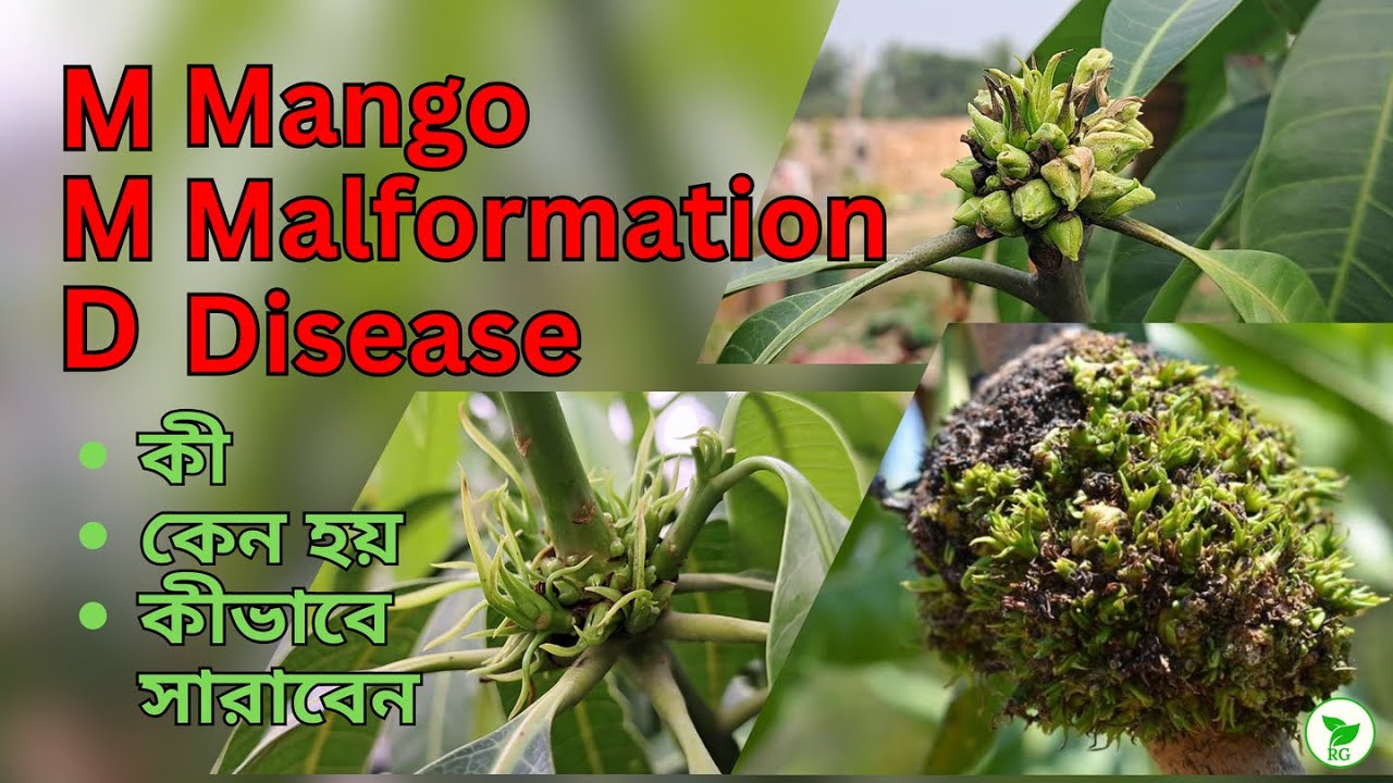 আমের এই মারণ রোগ থেকে সাবধান! আমের গুচ্ছারোগ! Deadly Malformation Can Kill Your Mango Plant