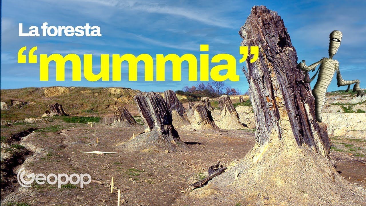 La foresta fossile di Dunarobba, dove le mummie sono alberi di oltre 2 milioni di anni