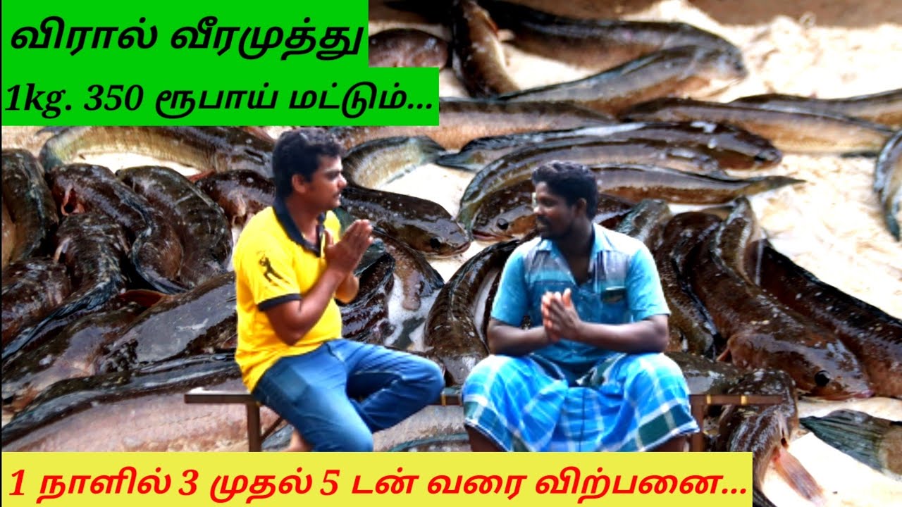Viraal meen sales in tamilnadu/viraal meen sales in tamil