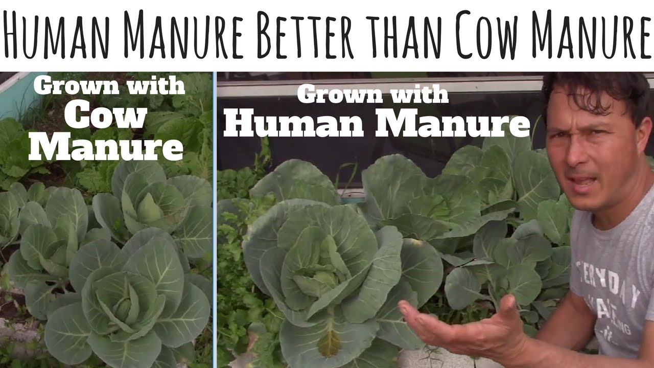 Human Manure Better than Cow Manure as Fertilizer for Organic Gardening