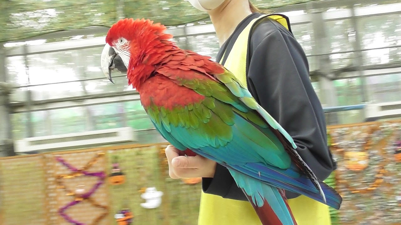 掛川花鳥園　バード ショー  2021/10/19