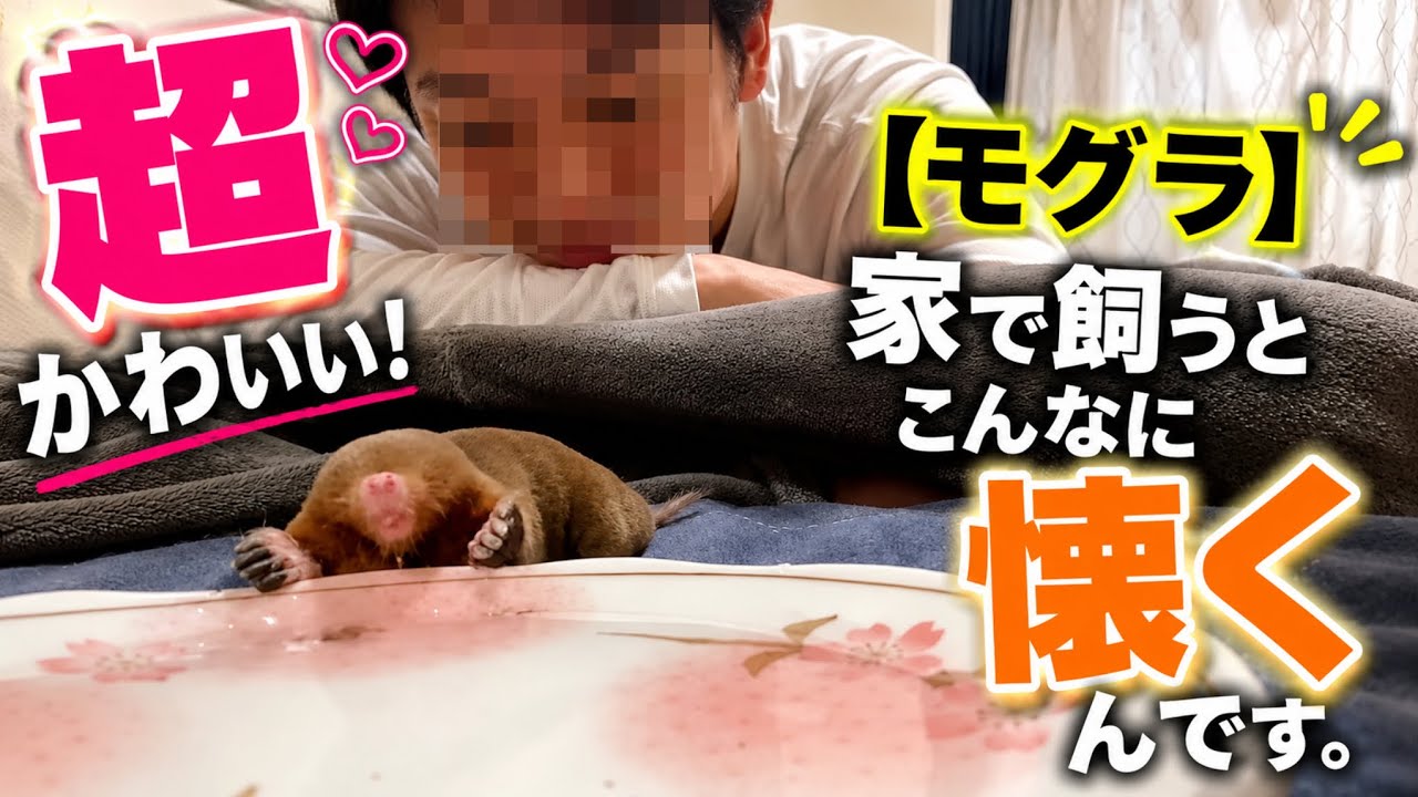 【モグラ】超かわいい！家で飼うとこんなに懐くんです。