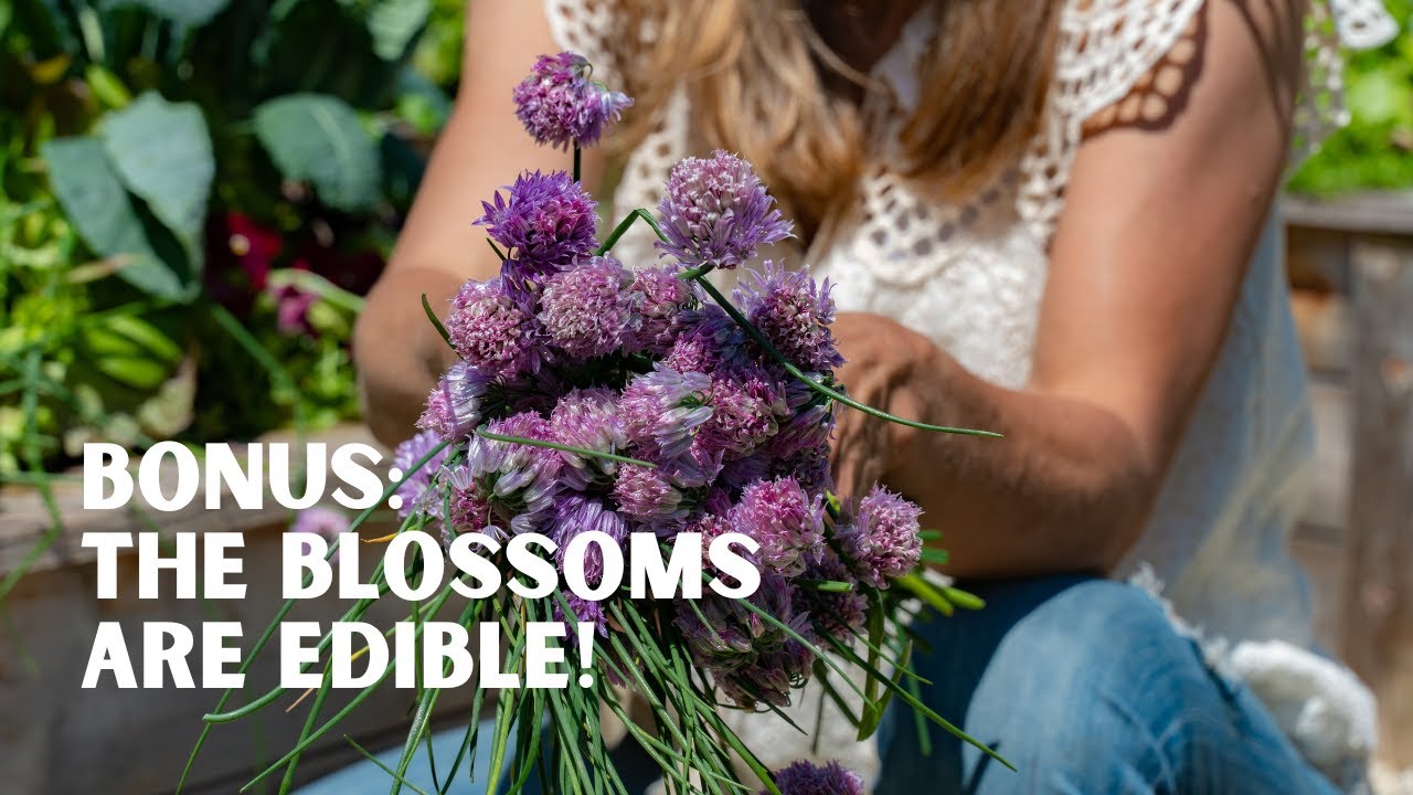 Tips for Cutting Back Your Chives and What You Can Do With Their Blossoms