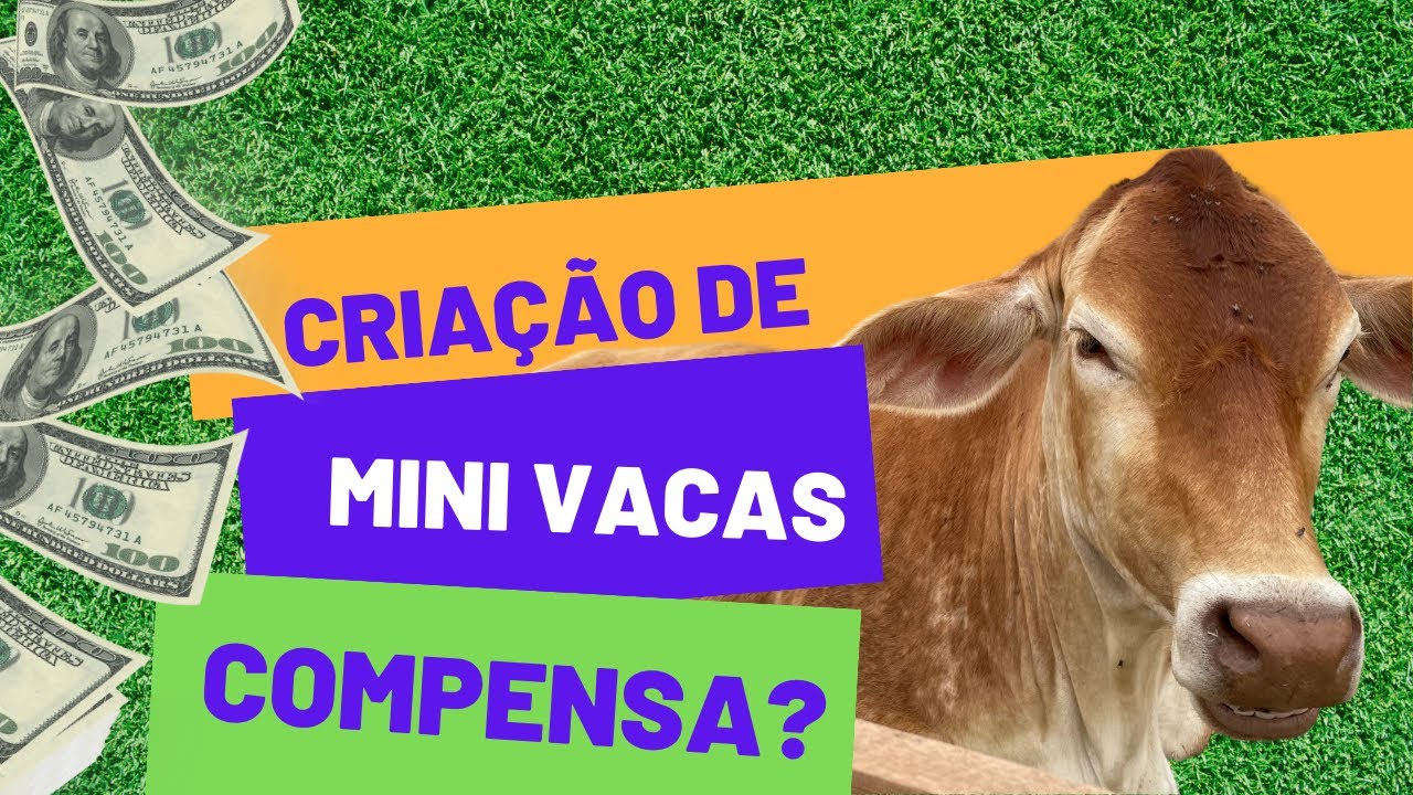 SAIBA COMO CRIAR MINI VACAS - ENTREVISTA PARA REVISTA RURAL