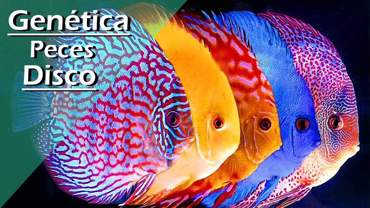 109🧬.- GENÉTICA de los PECES DISCO 🔥 Así nacen sus variedades MÁS SORPRENDENTES