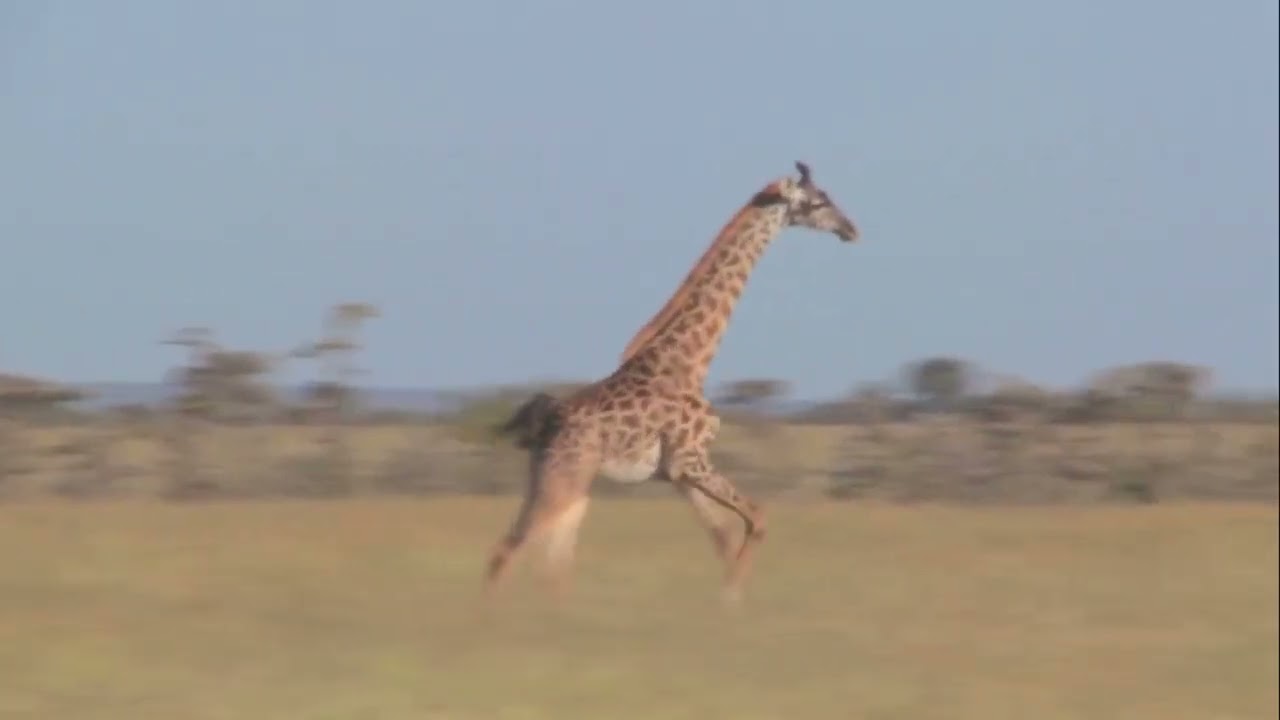 discover Why Cats, Camels & Giraffes Walk Like Ghosts
