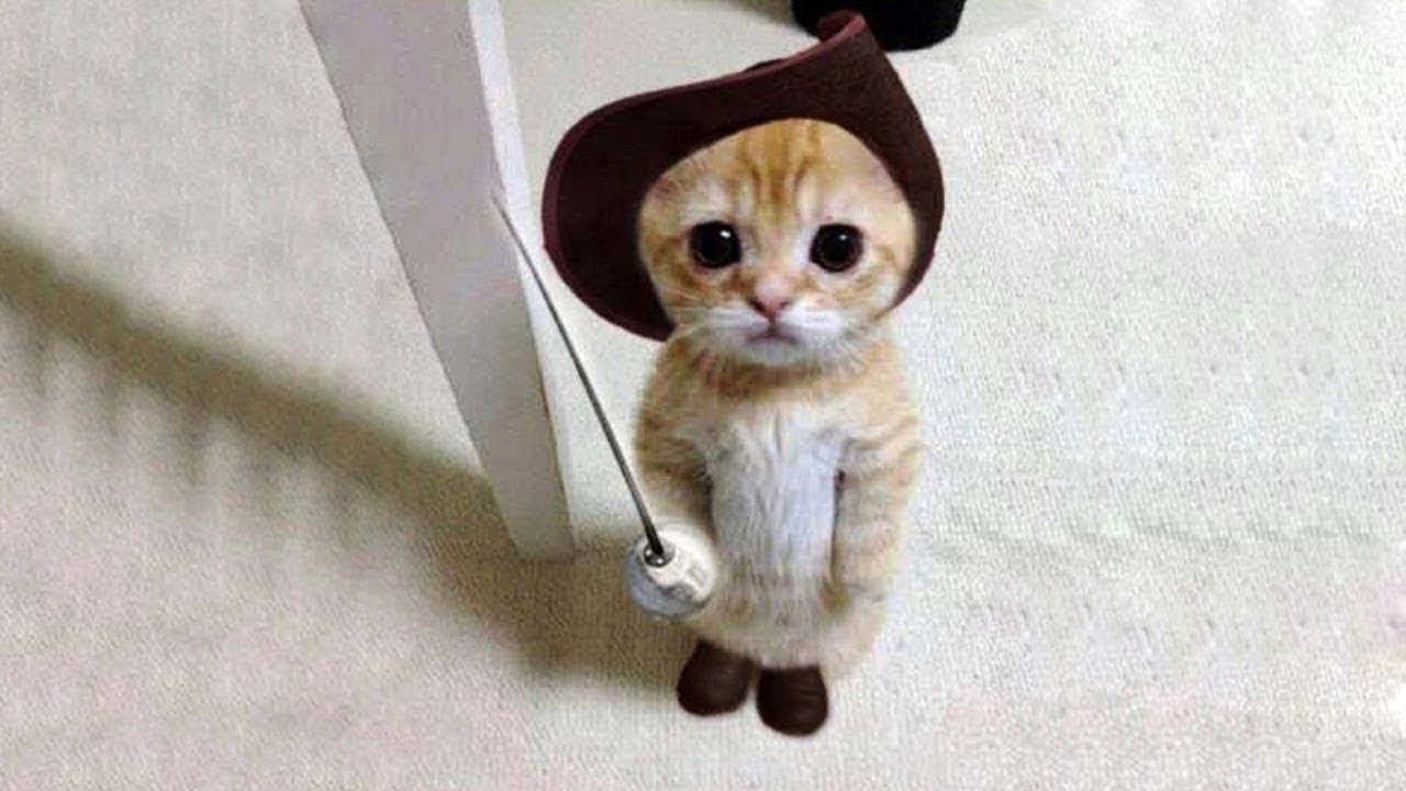 Super Cute Cats Compilation