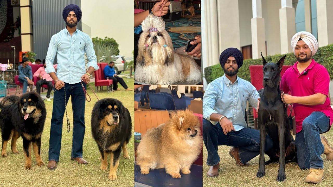 Best Dog Show in Kotkapura 2025🔥| Cheapest Pet market in Punjab 😱 | Top Quality Dog Breeds‼️