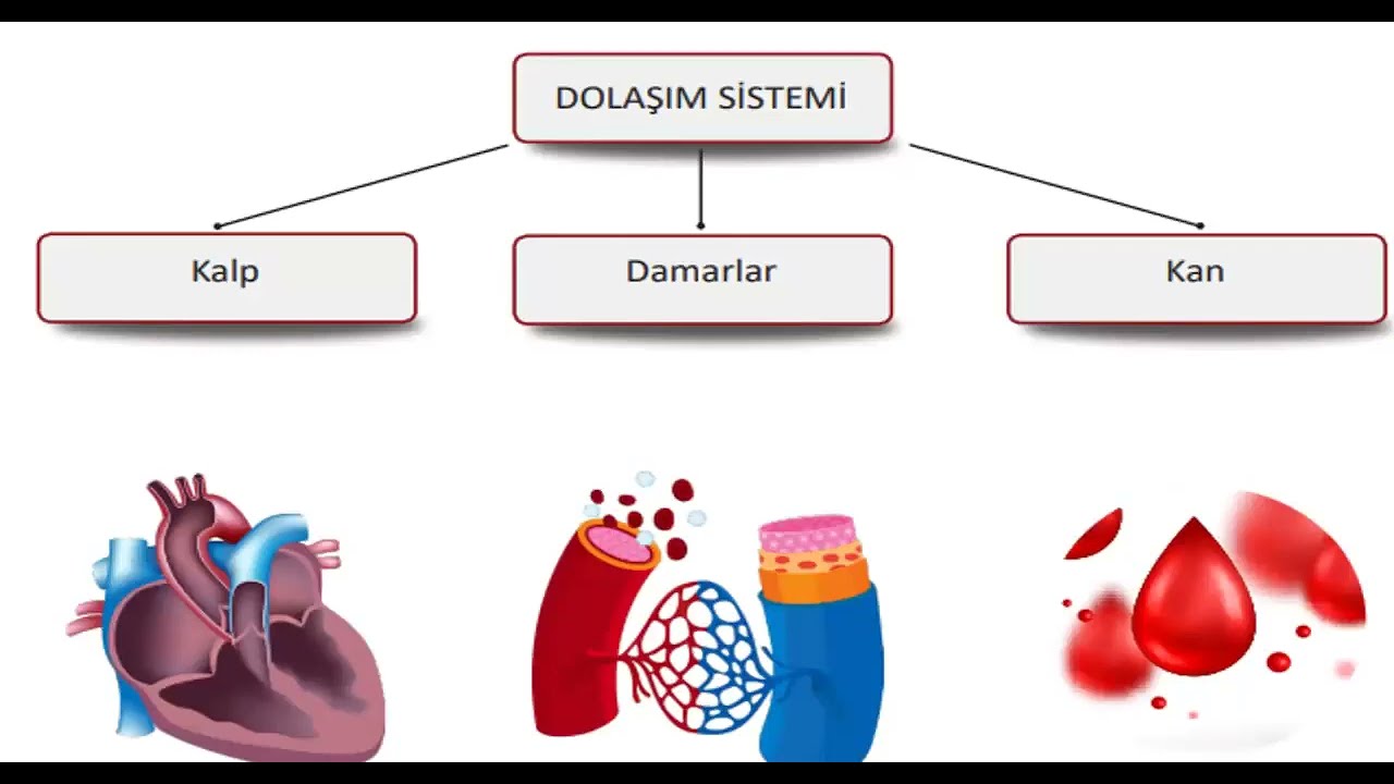 KALP ANATOMİK YAPISI VE İLETİ UYARI SİSTEMİ #kalp #card #iletiuyarısistemi #cardio