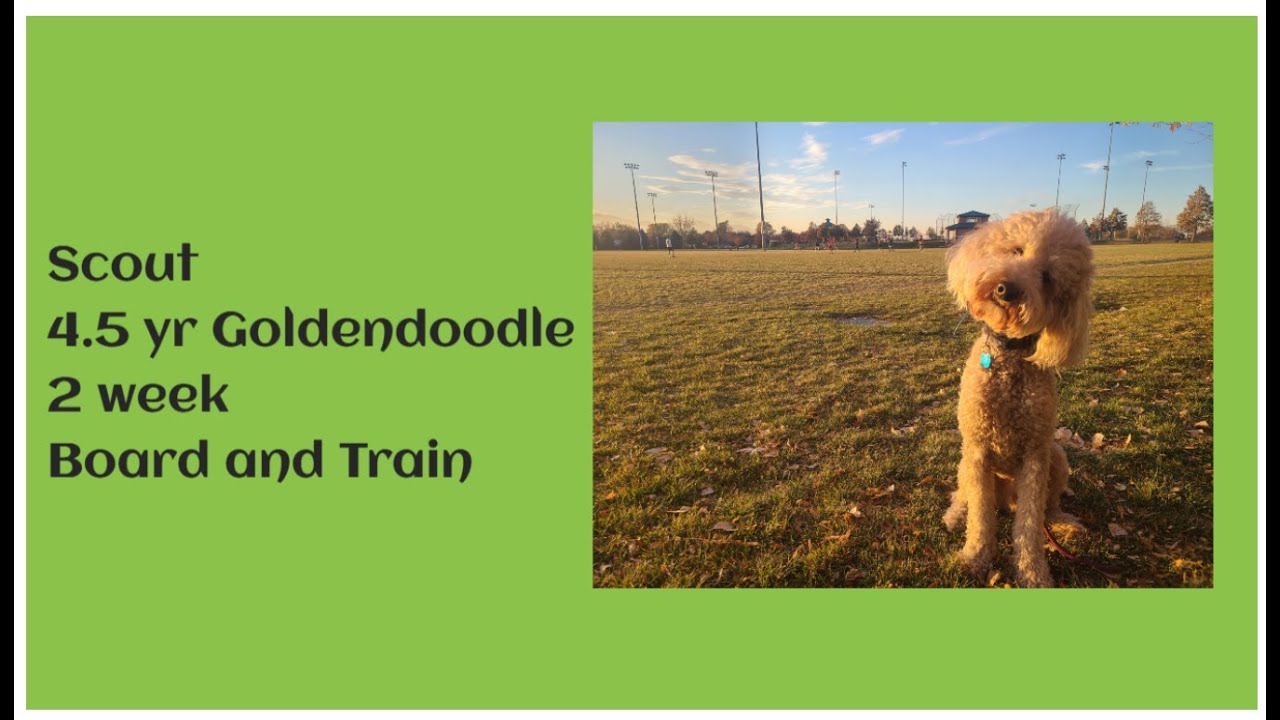 Salt Lake City Dog Trainers ||| OLK9 Utah ||| 4.5 yr old Goldendoodle, Scout
