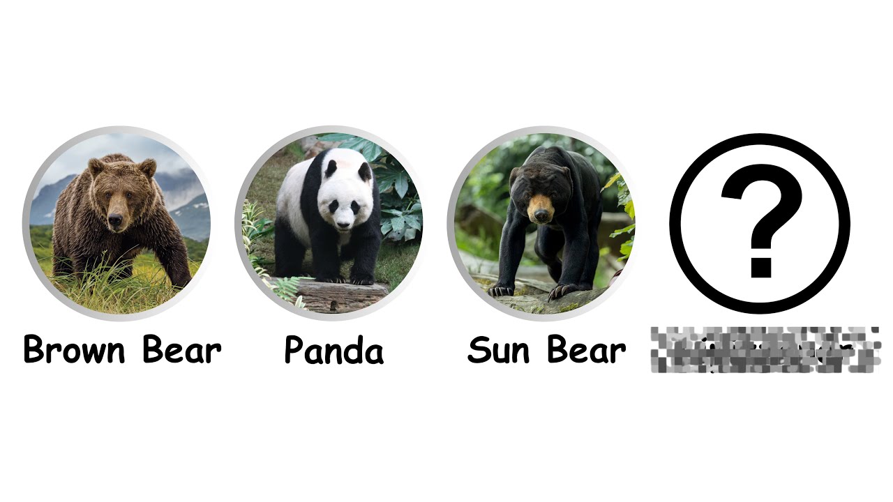 Every Bear Species Explained in 12 Minutes!