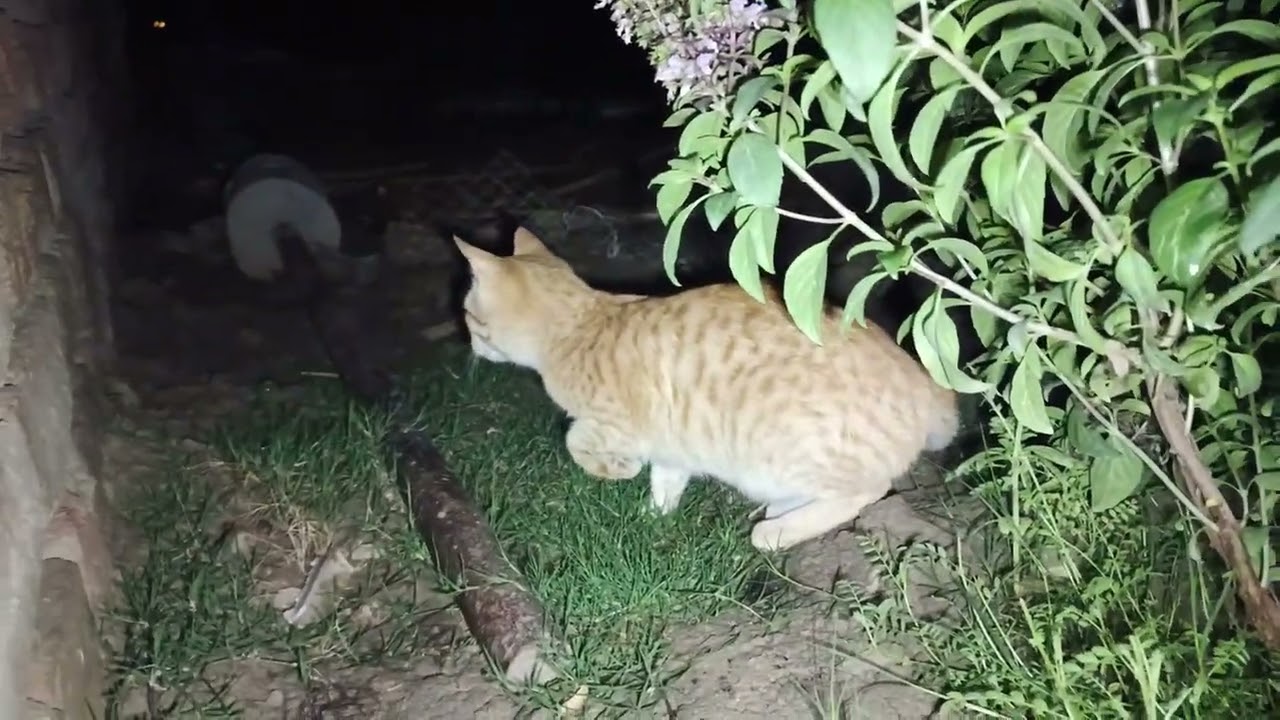 Eating cats in village walidlife night 