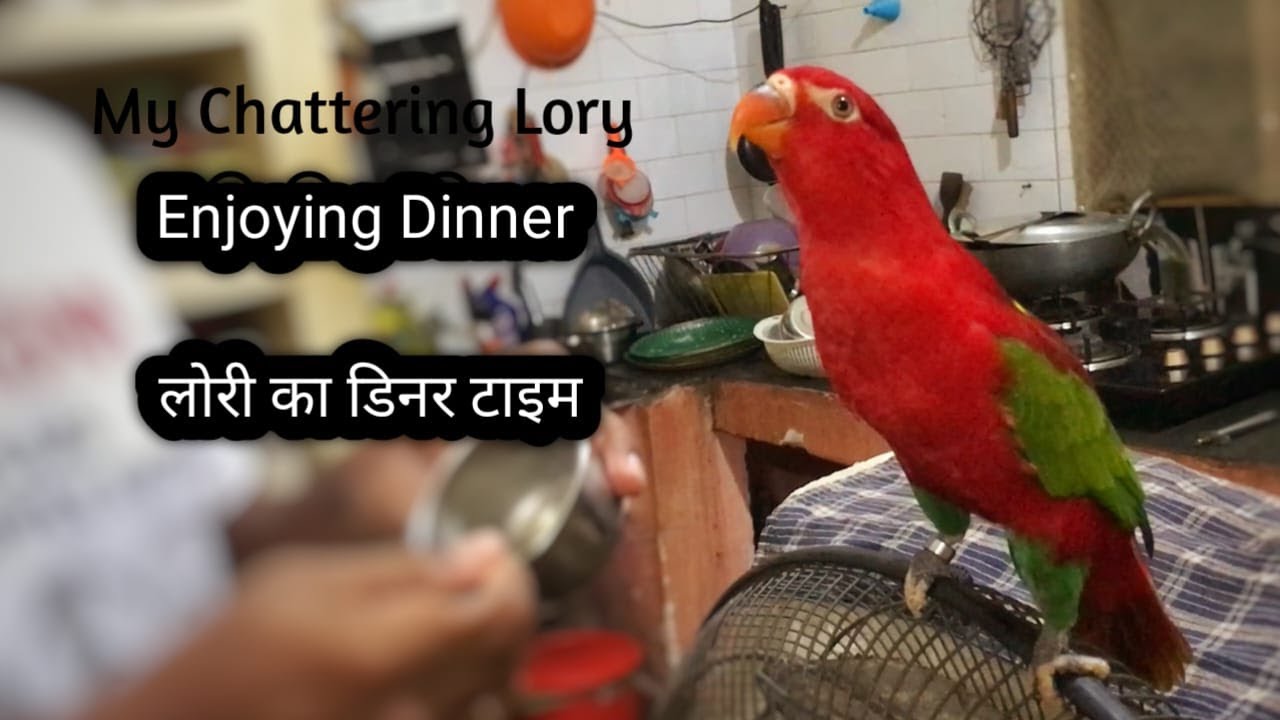 My Chattering Lory Enjoying Dinner | A Close-Up Look | मेरी चैटरिंग लोरी का डिनर टाइम.