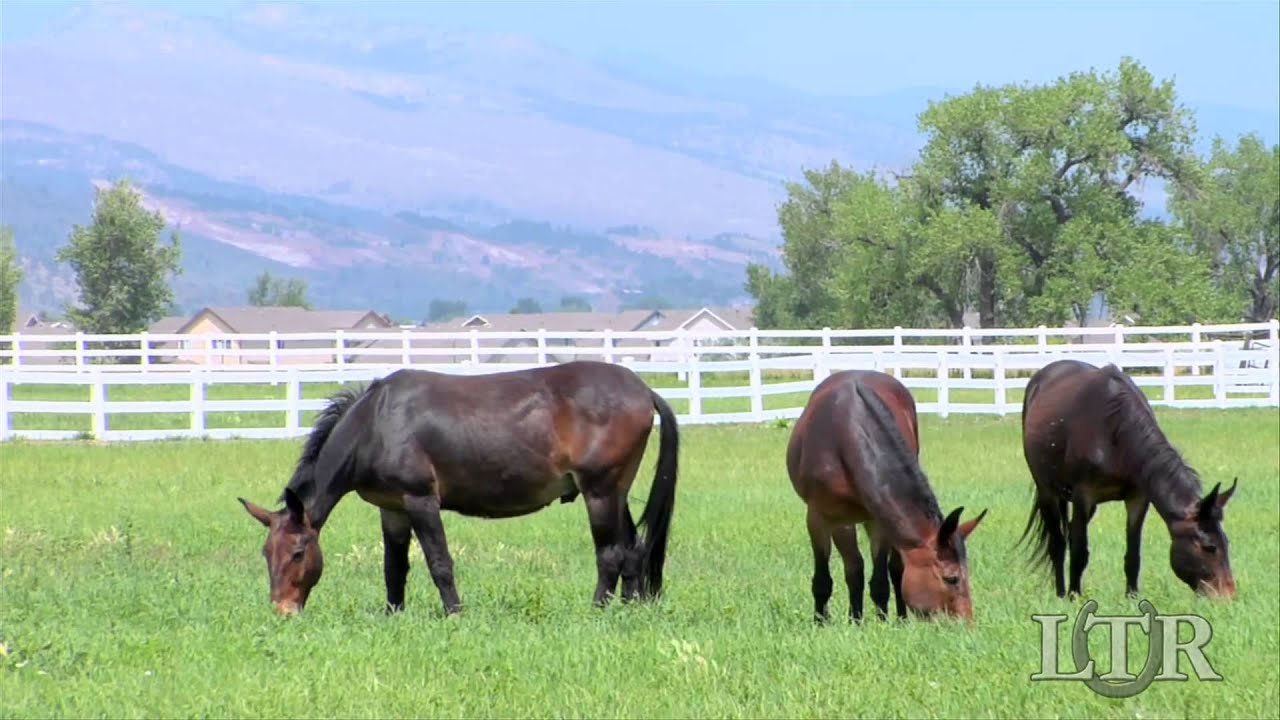 LTR Training Tip #6: Feeding Time - Oat Mixture