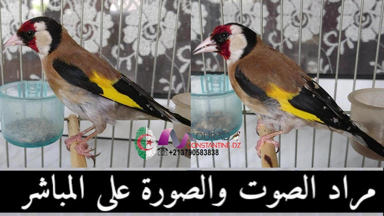 مراد يشرح مراحل علاج إصابة الحسون في الساق  لتعليم الناس وتكون صدقة جارية انشاء الله 2021