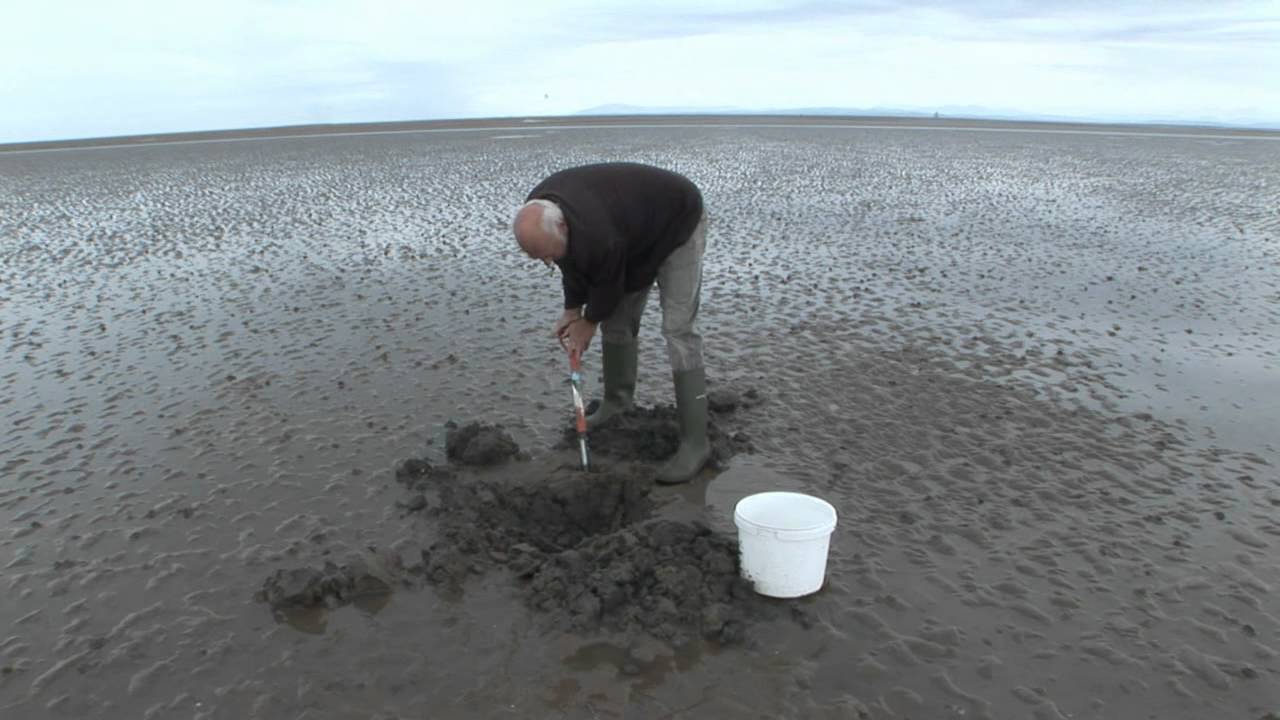 Blowlug Digging