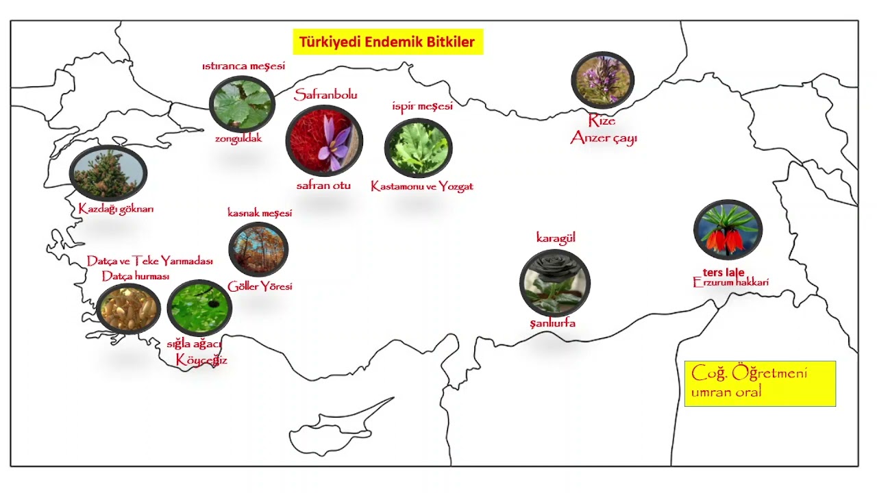 T&uuml;rkiyedeki Endemik Bitkiler ( YKS - KPSS 2022 )