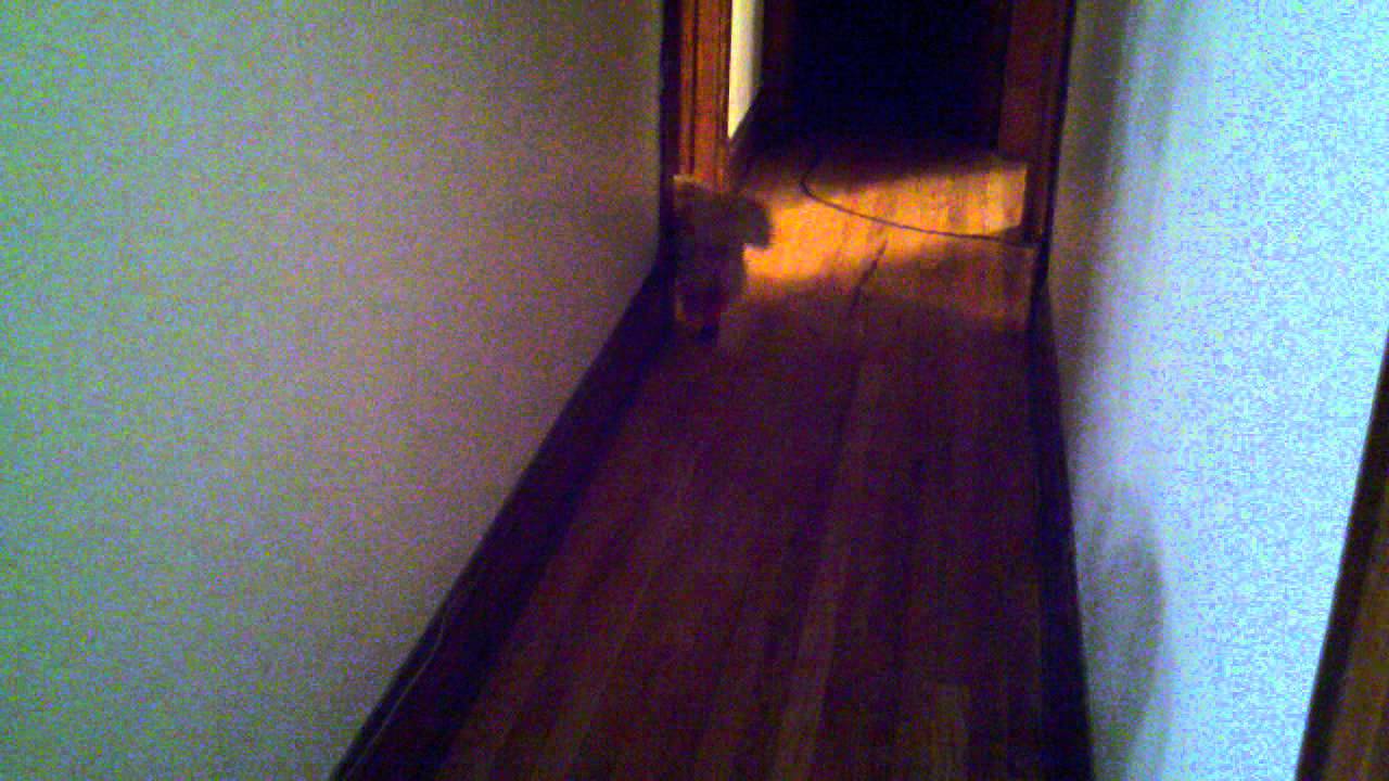 Does your cat make too much noise?