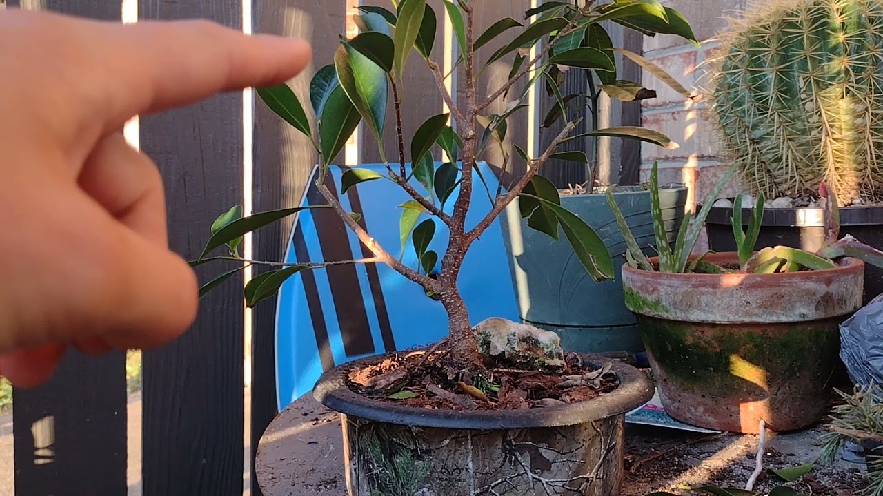 quick hard pruning of a young ficus