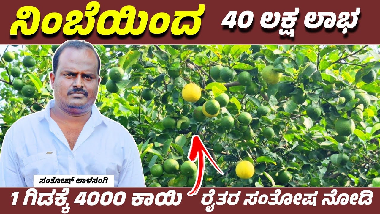 ನಿಂಬೆಯ ಅಚ್ಚರಿಯ ಇಳುವರಿ ನೋಡಿ | ಜಗತ್ಪ್ರಸಿದ್ಧಿ ಇಂಡಿ ನಿಂಬೆ | Kagzi Lemon farming | @Pradeephvk_kannadiga 
