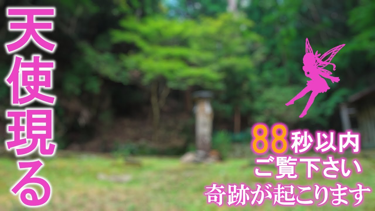 ⚠️神回※天使の姿が見えたらとんでもない強運です。次々と奇跡が起こり始めます。もし逃したら二度とありません｜伊野天照皇大神宮遠隔参拝319