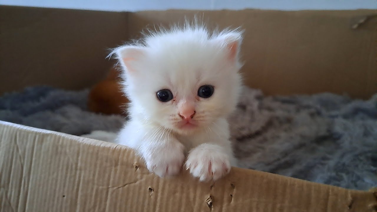 子猫の女の子がキレたら…こうなりました