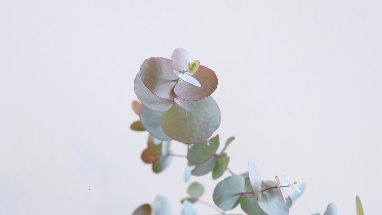Growing Eucalyptus Trees for Bonsai and Cut Foliage