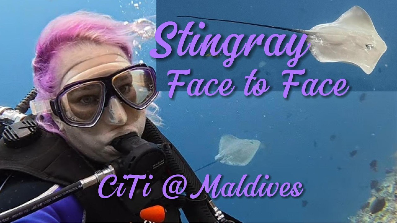 Stingray Encounter at Chicken Island | Diving the Maldives with CiTi 🐟🌊