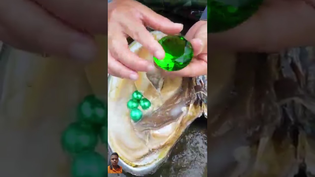 😱👑Giant clams, dazzling and charming ruby pearls