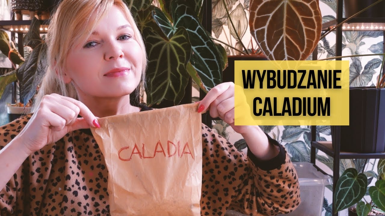 Budzenie Caladium: ile bulw przetrwało po zimie? W jakim podłoży wybudzać i na co zwrócić uwagę?
