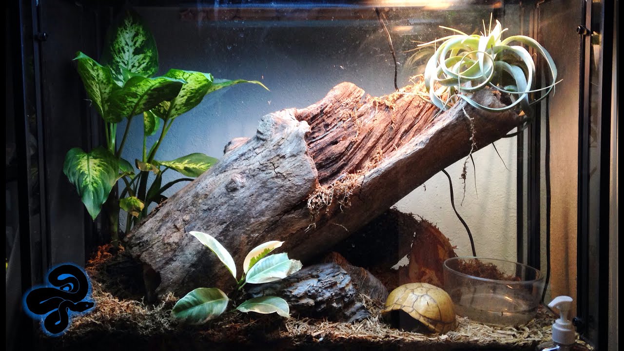 Reptile Room Tour December 2015 | Lizards, Snakes, Toads, and Inverts!