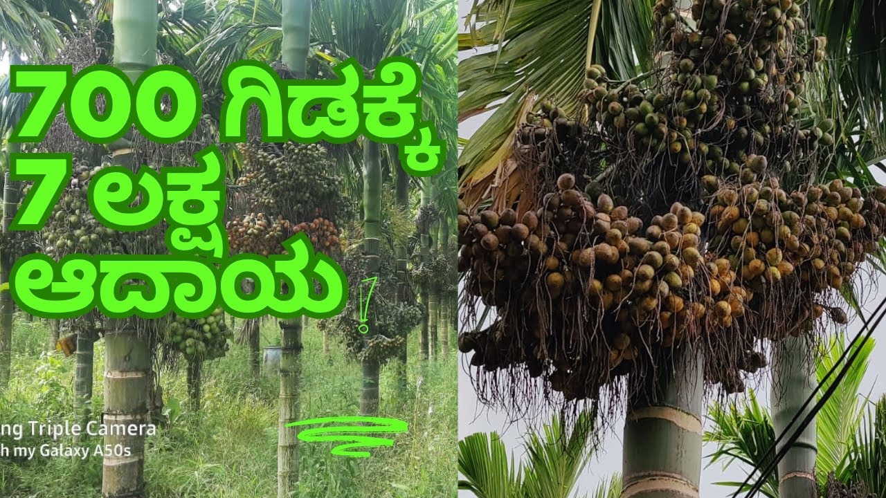 ದಾವಣಗೆರೆ ಯಾ ಆನಗೋಡು ಸಮೀಪದ ತೋಟ ಸಂಪರ್ಕಿಸಿ 6363228060#shivamogga #davanagere #agriculture #channagiri 