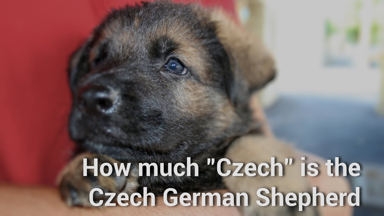 Сколько CZ в Чехии?