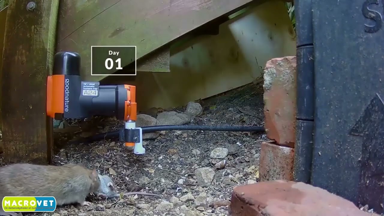 Goodnature a24 trap automatische ratten & muizenval