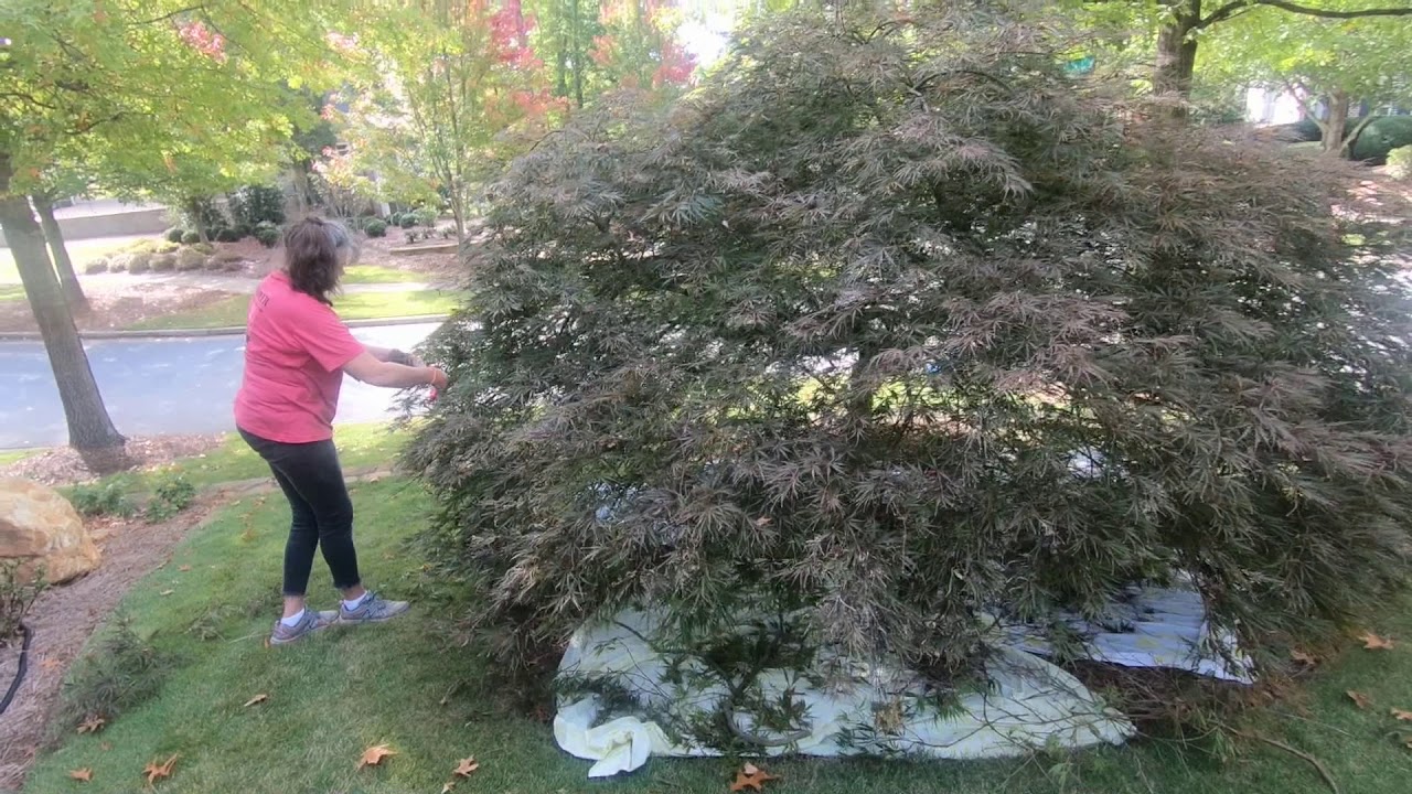 Pruning Japanese Maples