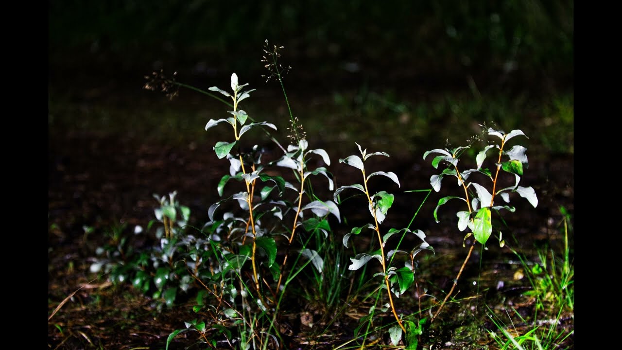 Rain and silence at night  -2025.08.16-
