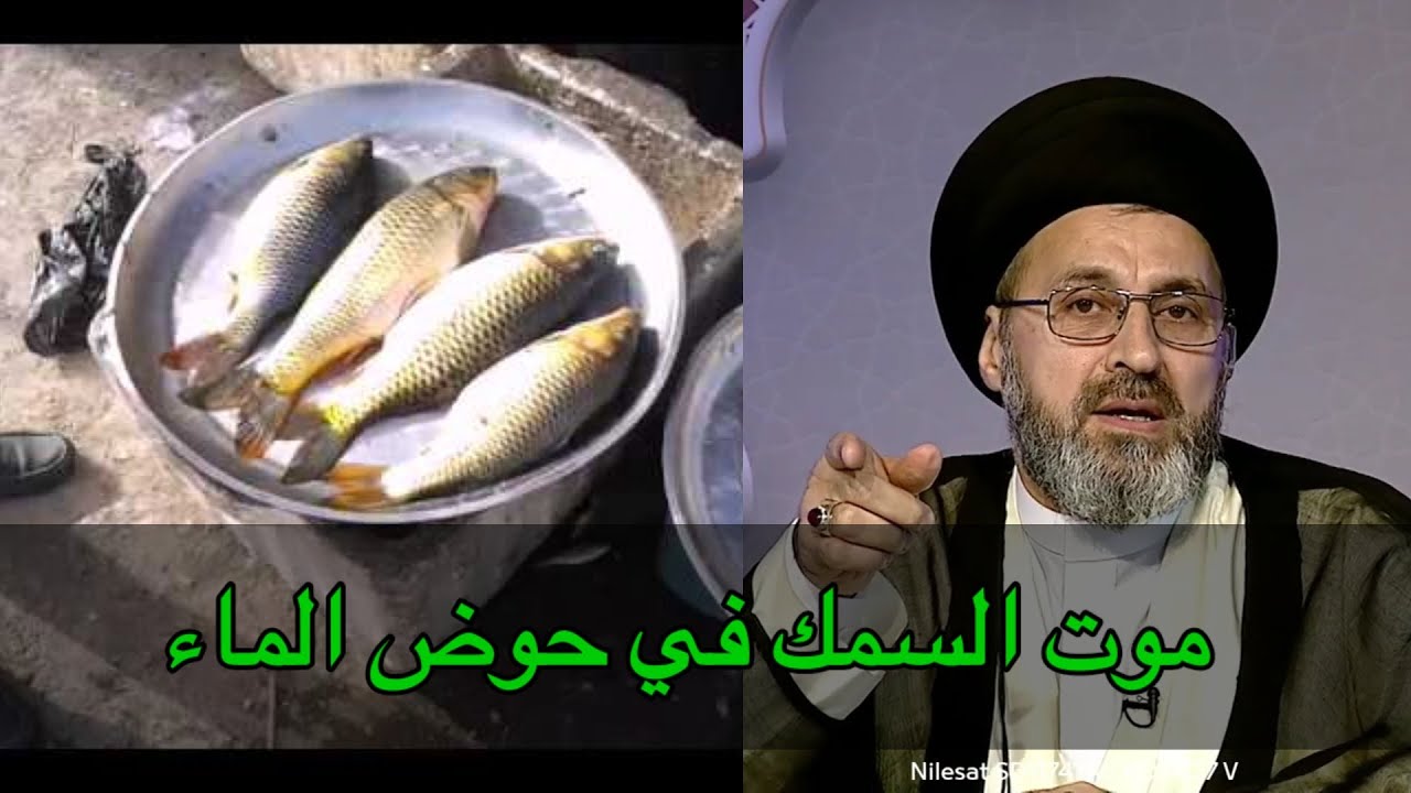 متصل اشتريت سمكة ومات في الماء ما هو حكم اكلها / سيد رشيد الحسيني