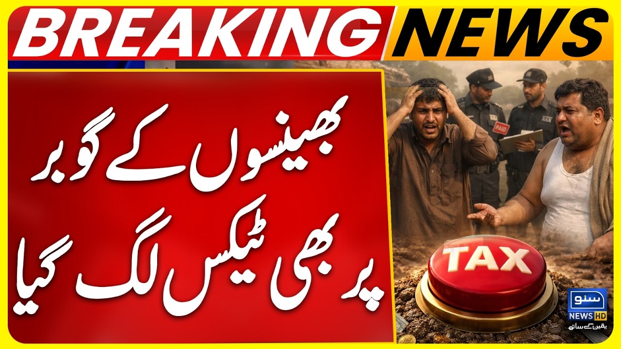 Cow Buffalos Dung Tax in Punjab | Maryam Govt New Plan | Farmers to Pay Daily Rs. 30 Per Buffalo