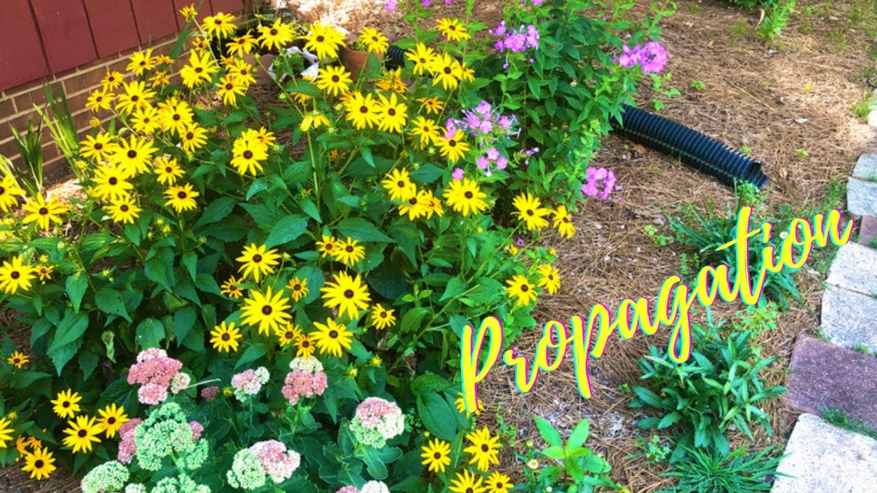 Propagating Crape Myrtles & Garden Phlox (WITH UPDATE)