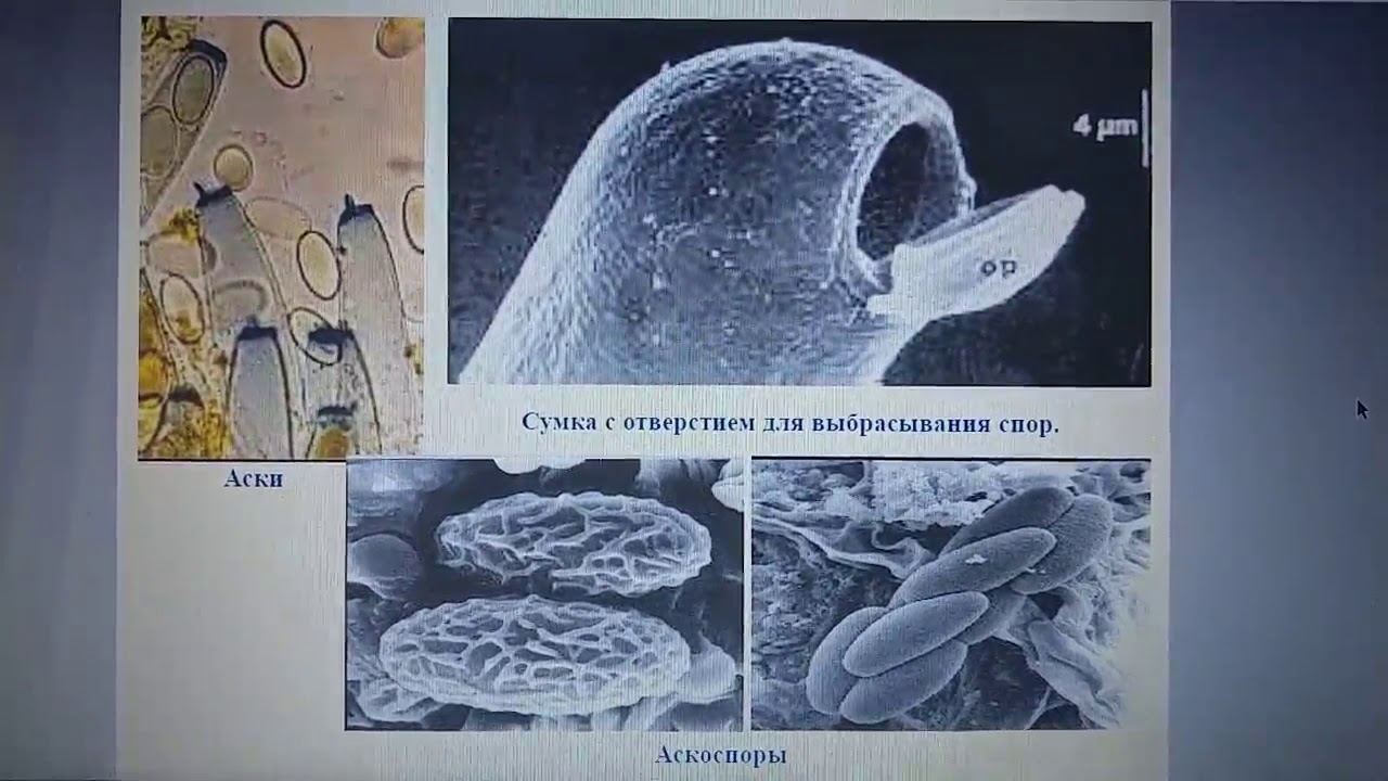 Отдел Аскомикота